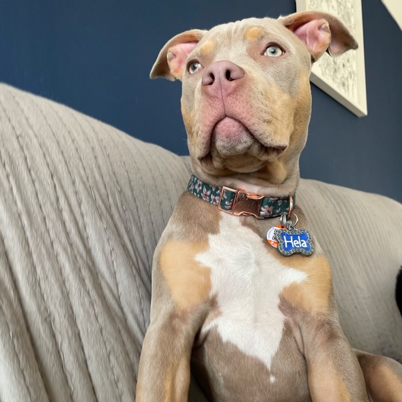 Meet your Posher, Cheyenne - Picture 8 of 9